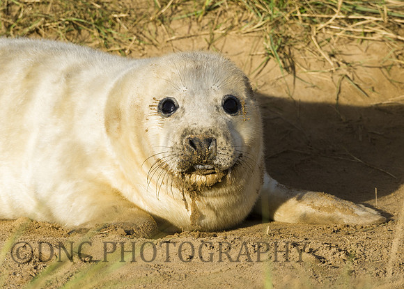 Grey Seals Donna Nook