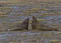 Grey Seals Donna Nook