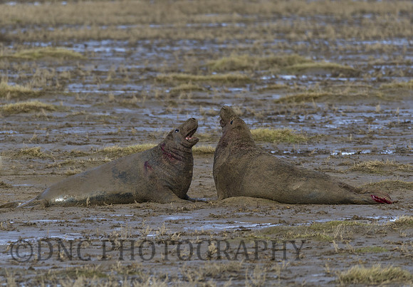 Grey Seals Donna Nook