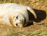 Grey Seals Donna Nook
