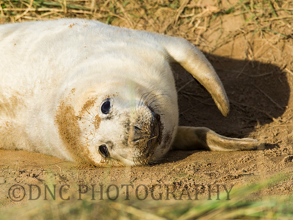 Grey Seals Donna Nook