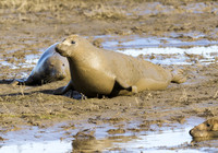 Grey Seals Donna Nook
