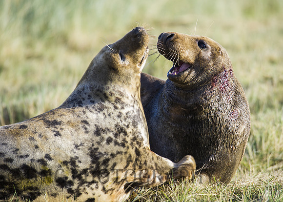Grey Seals Donna Nook