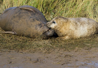 Grey Seals Donna Nook