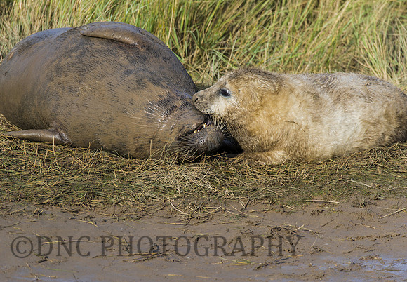 Grey Seals Donna Nook