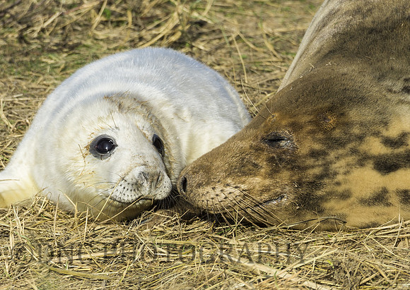 Grey Seals Donna Nook