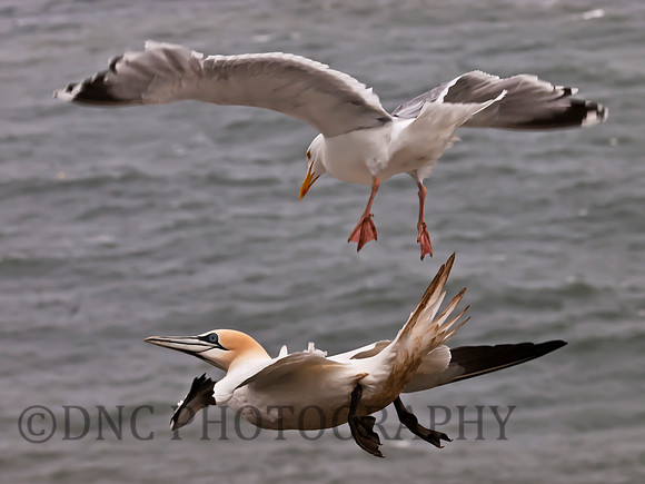 Kittiwake attack