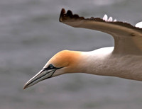 Gannet