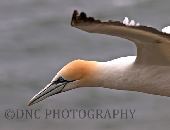 Gannet