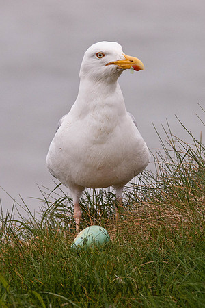 Egg Thieve