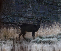 Roe Deer Hatfield Moors 10.01.21