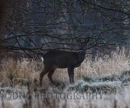 Roe Deer Hatfield Moors 10.01.21