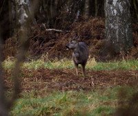 Roe Deer Hatfield Moors 31.01.2021