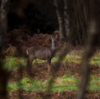 Roe Deer Hatfield Moors 31.01.2021