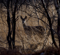 Roe Deer Hatfield Moors 17.01.21