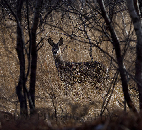 Roe Deer Hatfield Moors 17.01.21