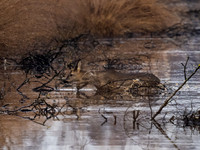 Roe Deer Hatfield Moors 16th January 2022