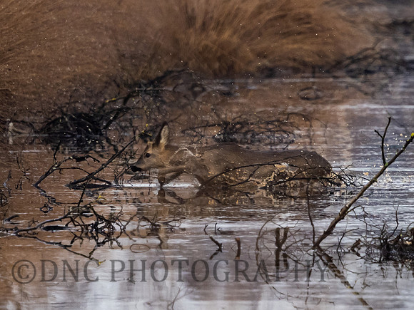 Roe Deer Hatfield Moors 16th January 2022