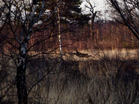 Roe Deer Hatfield Moors 26.02.2021