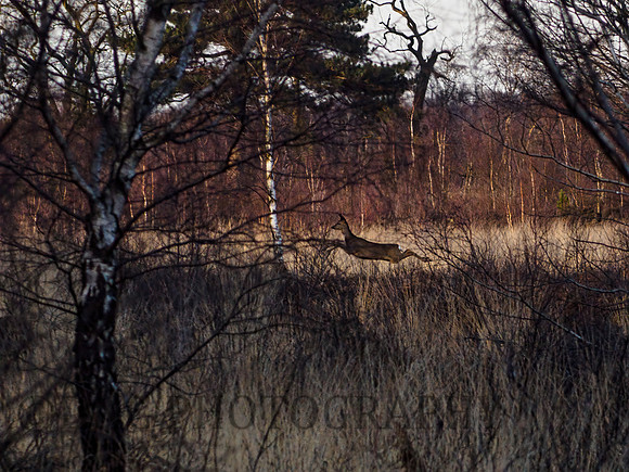 Roe Deer Hatfield Moors 26.02.2021