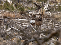 Roe Deer Langdale 01.05.21