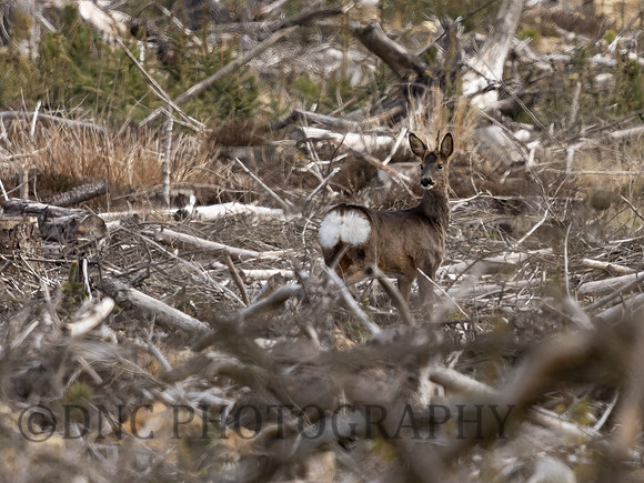 Roe Deer Langdale 01.05.21