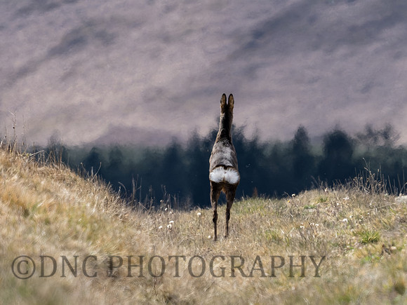 Roe Deer Langdale 01.05.21