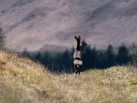 Roe Deer Langdale 01.05.21