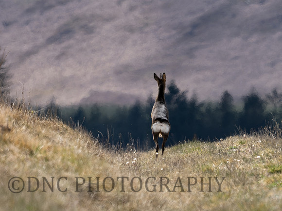 Roe Deer Langdale 01.05.21