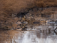 Roe Deer Hatfield Moors 16th January 2022