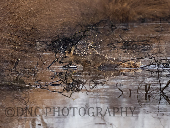 Roe Deer Hatfield Moors 16th January 2022