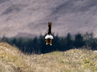 Roe Deer Langdale 01.05.21