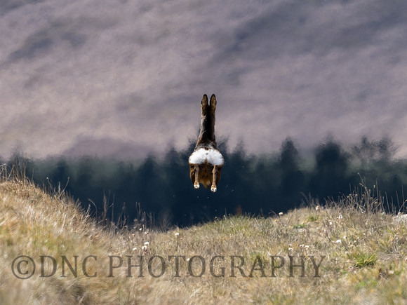 Roe Deer Langdale 01.05.21