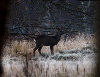Roe Deer Hatfield Moors 10.01.21