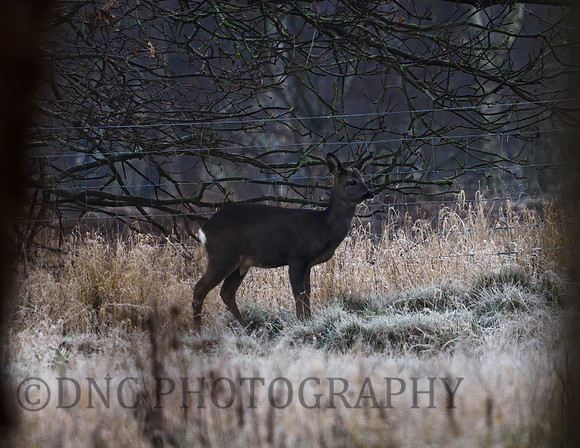 Roe Deer Hatfield Moors 10.01.21