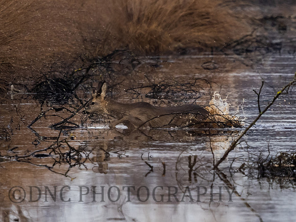 Roe Deer Hatfield Moors 16th January 2022