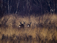 Roe Deer Hatfield Moors 28.02.2021