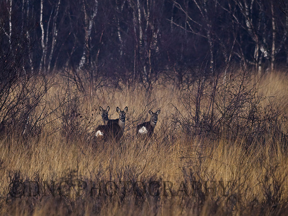 Roe Deer Hatfield Moors 28.02.2021