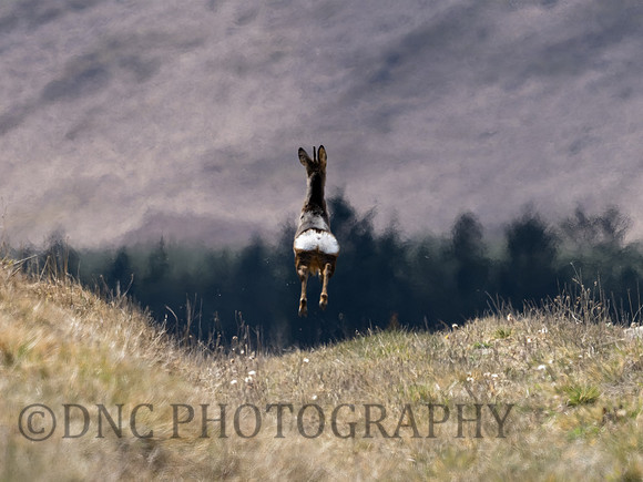 Roe Deer Langdale 01.05.21