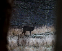Roe Deer Hatfield Moors 10.01.21