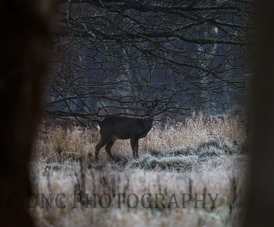 Roe Deer Hatfield Moors 10.01.21