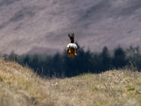 Roe Deer Langdale 01.05.21