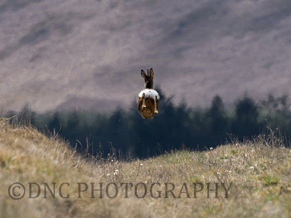 Roe Deer Langdale 01.05.21