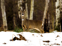 Roe Deer Hatfield Moors 14.02.21