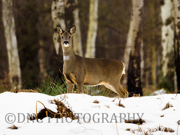 Roe Deer Hatfield Moors 14.02.21