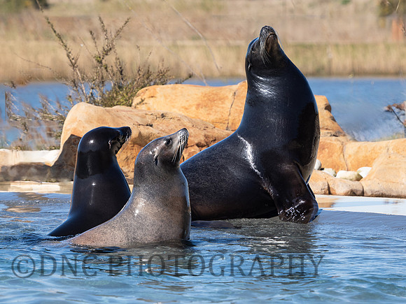 Californian Sea Lions
