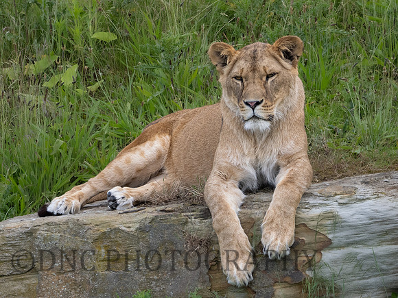 Lioness