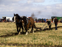 Horse Ploughing