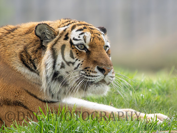 Amur Tiger 'Tschuna'