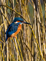 KIngfisher .1